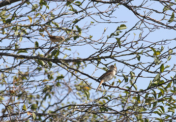 Peaceful coexistence of different species of birds on a tree.
