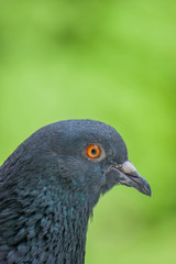 Pigeon head