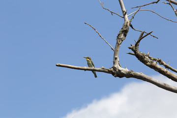 Bee-eater,sitting on a dry branch under the dome of blue sky