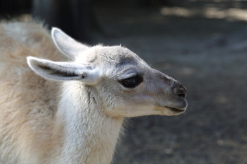 Portrait of llama