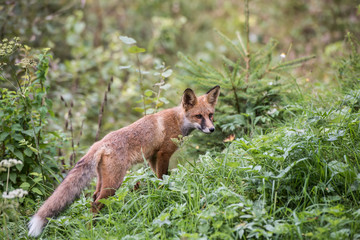 European Red Fox Kid (Vulpes vulpes). Fox cub while hunting.