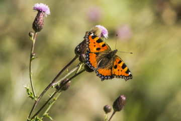 Kleiner Fuchs (Aglais urticae)