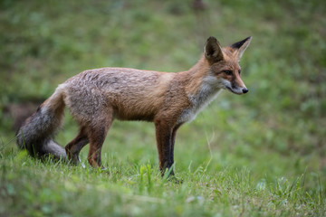 Fototapeta premium European Red Fox Kid (Vulpes vulpes). Fox cub while hunting.