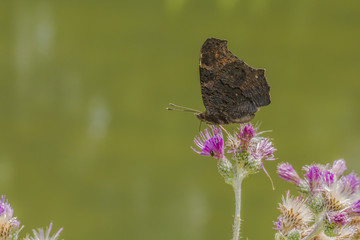 Kleiner Fuchs (Aglais urticae)