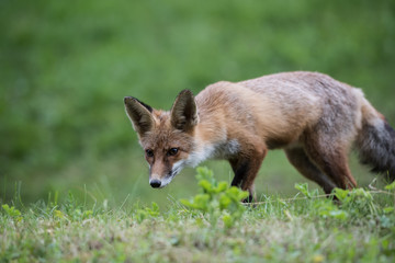 European Red Fox Kid (Vulpes vulpes). Fox cub while hunting.