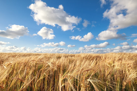 wheat field in sunny summer day © Olha Rohulya