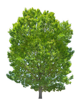 isolated summer green high oak tree