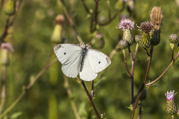 Kleiner Kohlweißling (Pieris rapae)