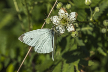 Kleiner Kohlweißling (Pieris rapae)