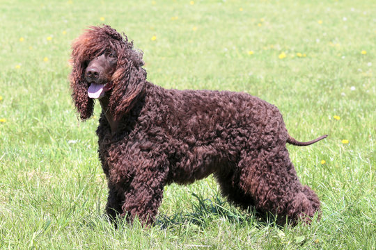 Typical Irish Water Spaniel In The Garden