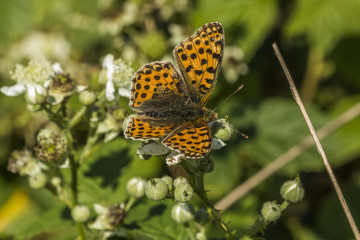 Obraz premium Kleiner Perlmutterfalter (Issoria lathonia)