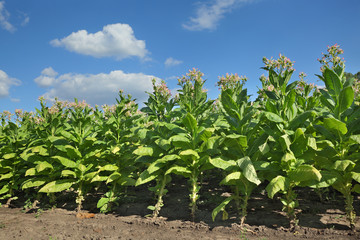 Blossoming tobacco plants in field