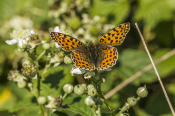 Kleiner Perlmutterfalter (Issoria lathonia)
