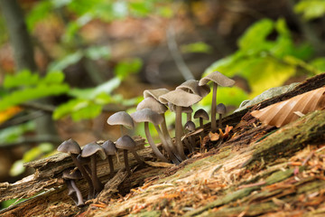 Mycena, Inedible mushrooms