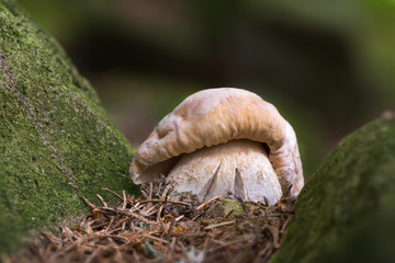 Boletus edulis. Edible mushrooms with excellent taste