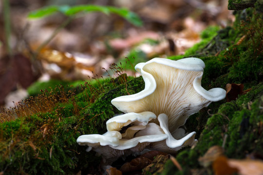 Pleurocybella porrigens. Inedible mushrooms.
