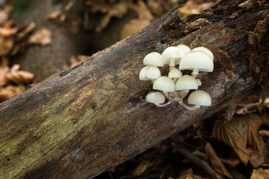 Mucidula mucida. Inedible mushrooms.