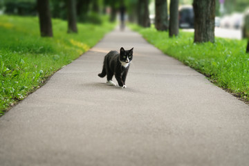 homeless black and white cat on asphalt