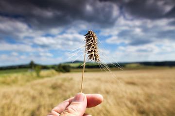 Food technology-cornfield with blue sky
