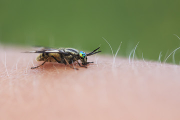 terrible nasty gadfly crawling on the arm and painful bites