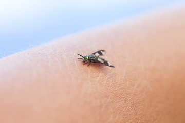 gadfly with big eyes sitting on his hand and drinks the blood