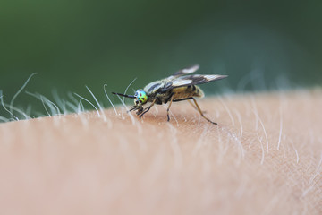 insect gadfly with big eyes sitting on his hand and drinks the blood