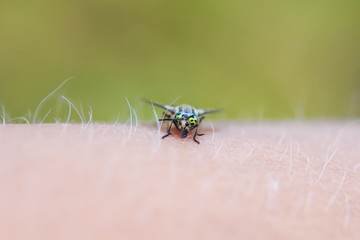 insect gadfly with big eyes sitting on his hand and drinks the blood