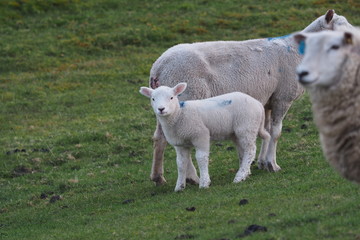 Obraz premium Flock Of Sheep
