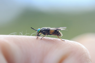 terrible gadfly with green eyes sits on your finger