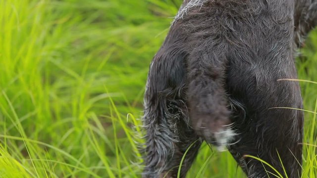 Dog drathaar. Close-up. Hunting dog