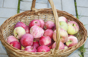 apples in wattled basket