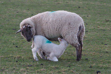 Naklejka premium Flock Of Sheep