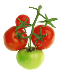 Branch with fresh red and green Tomatoes on a white background.