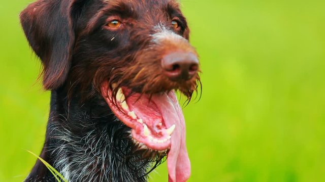 Dog drathaar. Close-up. Hunting dog