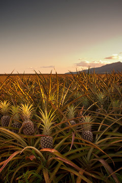 Golden Fields of Pineapple