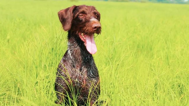 Dog drathaar. Close-up. Hunting dog