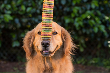 Golden Retriever Dog balancing cookies on his nose