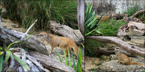 Collage of Yellow Mongoose Cynictis Penicillata