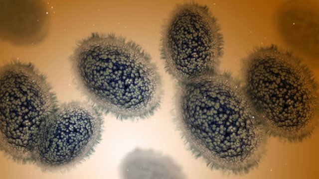 Microscopic visualization of small pox.