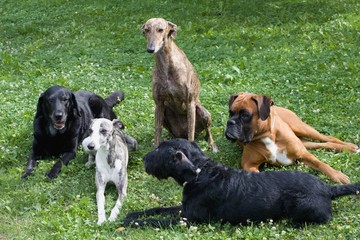 Group of dogs in the park