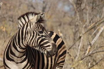 Fototapeta na wymiar A single zebra grazing in the dry bush in Kruger National Park
