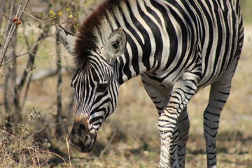 Fototapeta na wymiar A single zebra grazing in the dry bush in Kruger National Park
