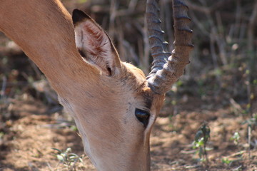 Close-up of a grazing male impala in Kruger National Park in South Africa