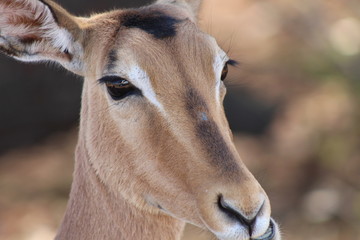 Close up of a grazing impala in Kruger National Park in South Africa