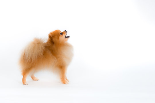 spitz-dog