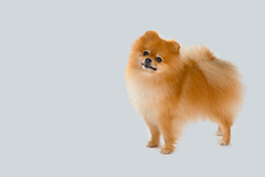 spitz-dog