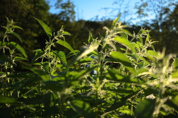 Obraz premium Nettle during sunset.