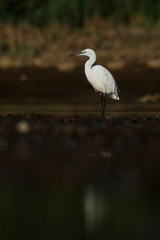 Little Egret, Egretta Garzetta