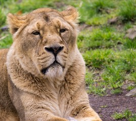 lion resting and observing