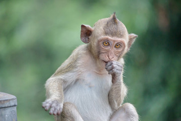 Fototapeta premium 可愛いサル